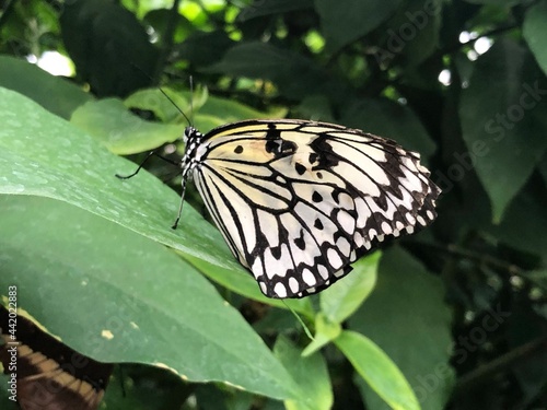 Awesome Butterflies inside tropical climate in butterfly pavillion.