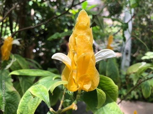 Beautiful tropical climate flowers inside butterfly pavillion.
