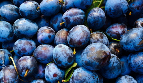 bunch of beautiful blue plums