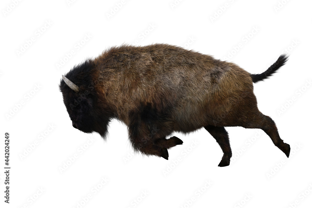 American bison, different poses isolated on a white background. 3D figure clip art as a template for collage. 3D rendering, 3D illustration. American bison, different poses isolated on a white background. 3D figure clip art as a template for collage. 3D rendering, 3D illustration.