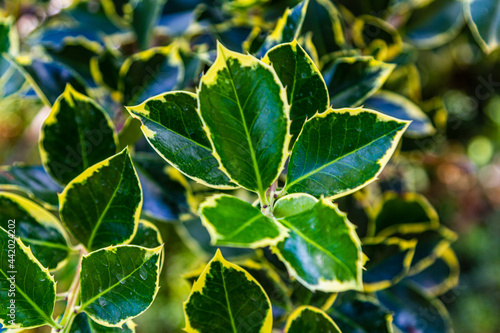 Leaves texture. Yellow-green leaves. Plants in the garden.