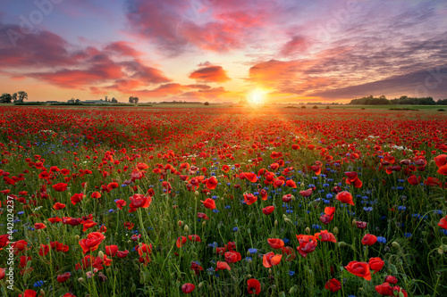 Fototapeta Naklejka Na Ścianę i Meble -  Beautiful sunrise over red poppies field