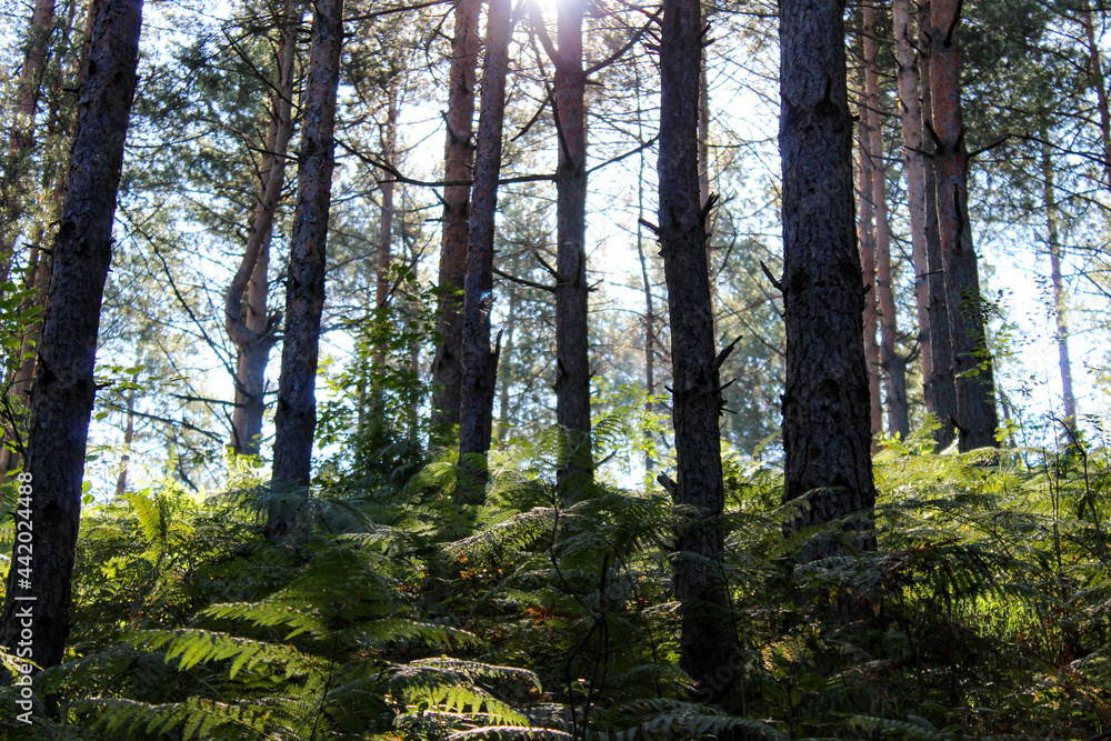 Sunshine through branches and trees in a coniferous forest. Coniferous forest with green ferns.