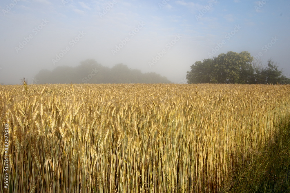 golden wheat field on a misty morning. golden wheat field on a misty morning.