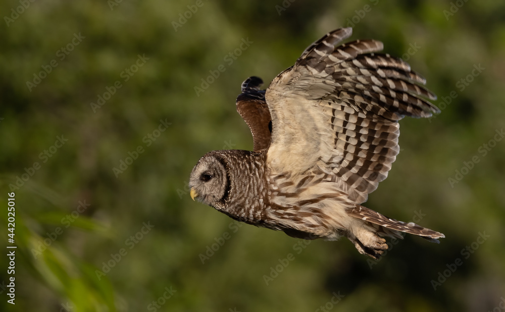 Fototapeta premium A barred owl portrait in flight 