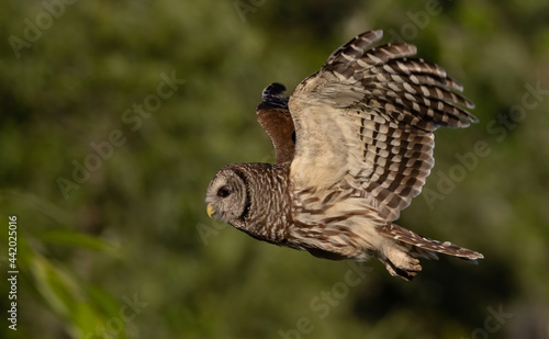 A barred owl portrait in flight 