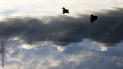 Patos sobre o lago © André Delgado