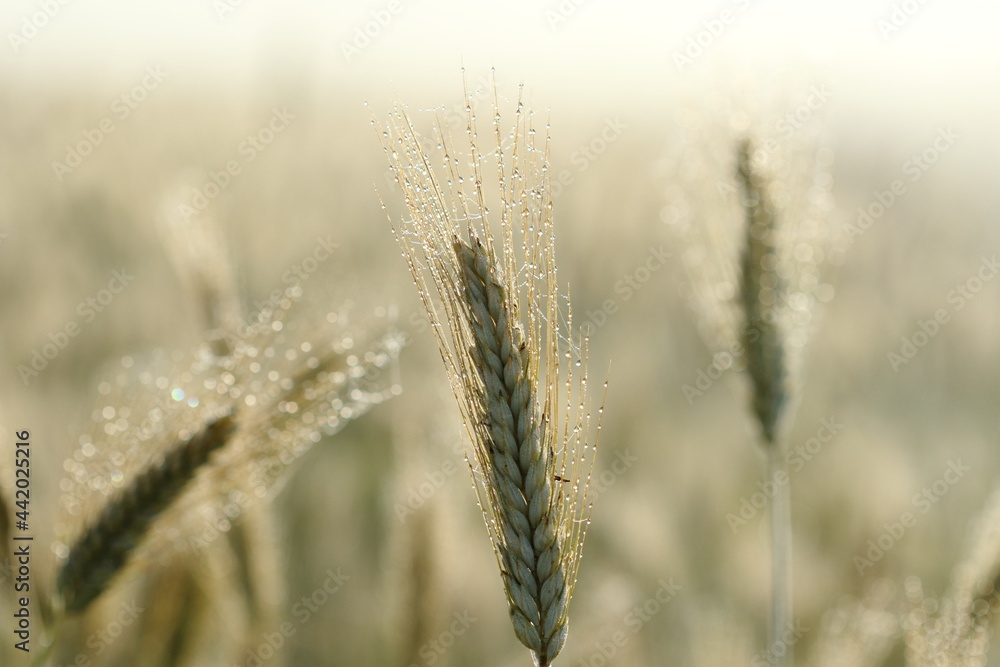 Fototapeta premium ears of wheat with water droplets.