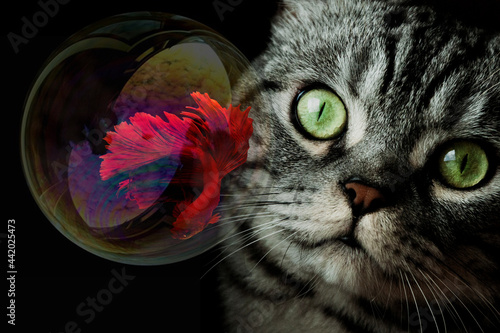 anche i gatti sognano le cose buone da mangiare