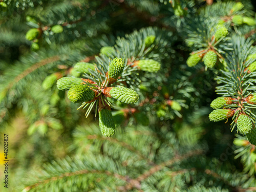 Young cones of spruce, pine, green coniferous cones, forest settlement, favorable ecology, protection of forest areas