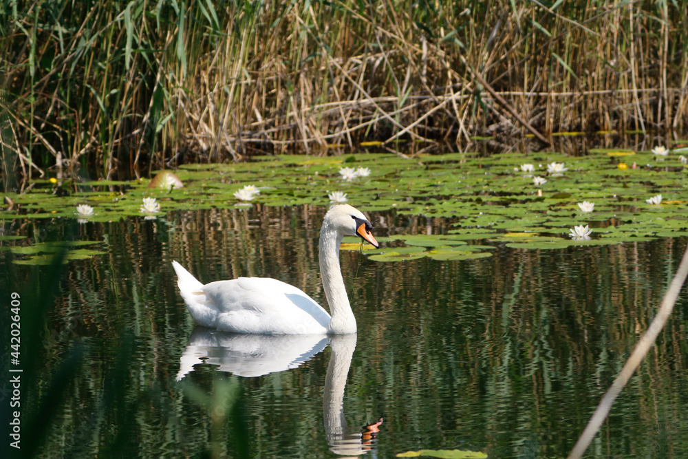 Fototapeta premium A Mute Swan (cygnus olor) in the Ziegeleipark, Heilbronn, Germany - Europe