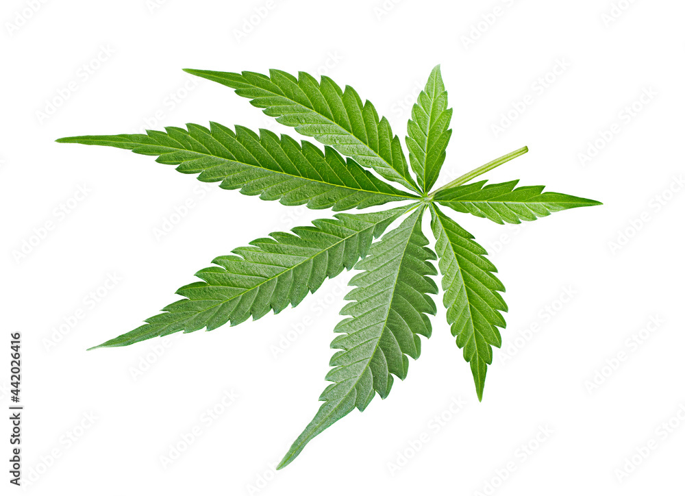 one cannabis leaf on white isolated background one cannabis leaf on white isolated background