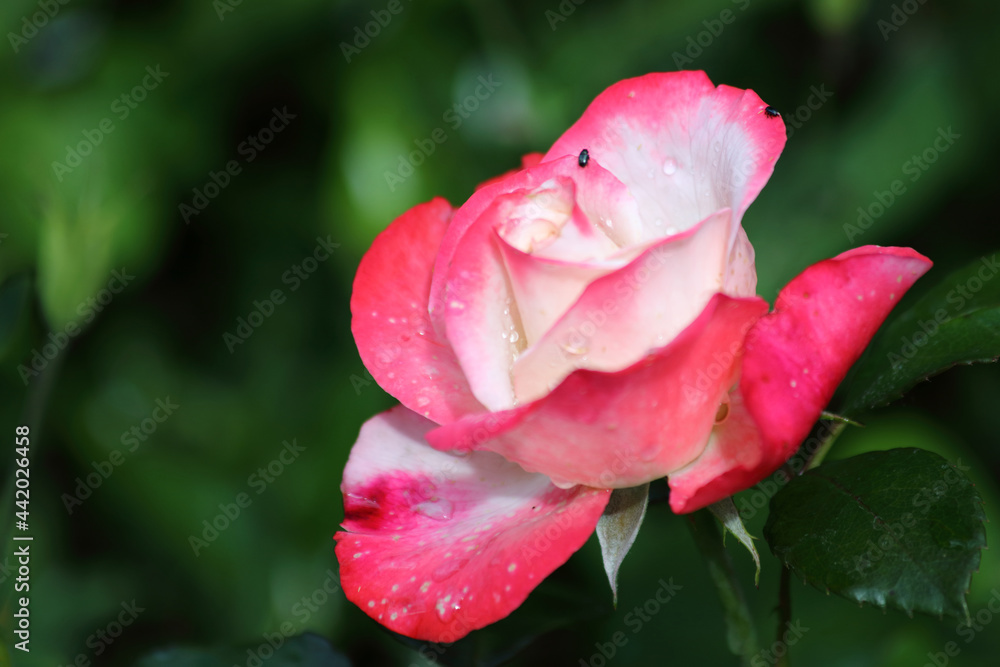 Rose / Rose / Rosa Rose / Rose / Rosa