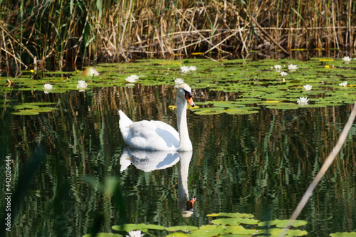 A Mute Swan (cygnus olor) in the Ziegeleipark, Heilbronn, Germany - Europe photo