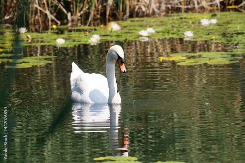 A Mute Swan (cygnus olor) in the Ziegeleipark, Heilbronn, Germany - Europe photo