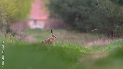 Fototapeta Naklejka Na Ścianę i Meble -  Zając w lesie 