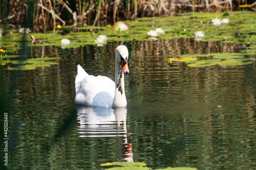 A Mute Swan (cygnus olor) in the Ziegeleipark, Heilbronn, Germany - Europe photo