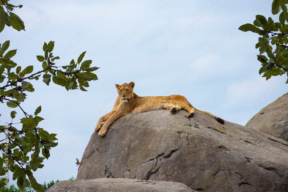 Female lion or Panthera leo lying on a big stone and looking into the camera