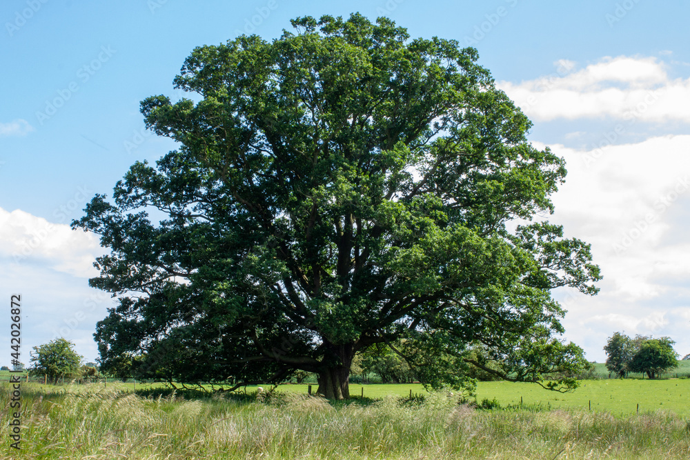 Majestic Oak Tree