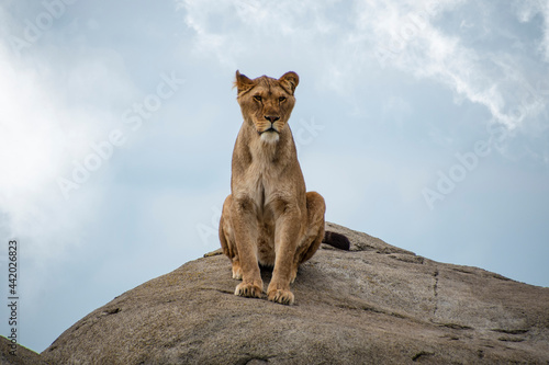 Female lion or Panthera leo sitting on a big stone and looking into the camera © britaseifert