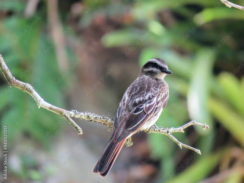 Fototapeta premium Perched bird - Variegated Flycatcher (Empidonomus varius)