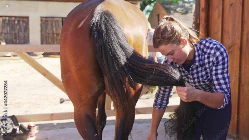 Female caretaker brushing tail of the horse in the stable. Holding its
