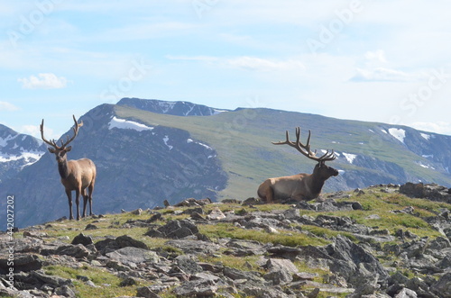 deer, animal, nature, wildlife, stag, wild, mountain, mammal, goat, elk, antlers, antelope, antler, buck, animals, reindeer, chamois, horns, sky, horn, rock, red, grass, ibex, park