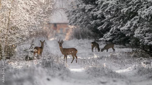 Fototapeta Sarna w zimie sarna w śniegu