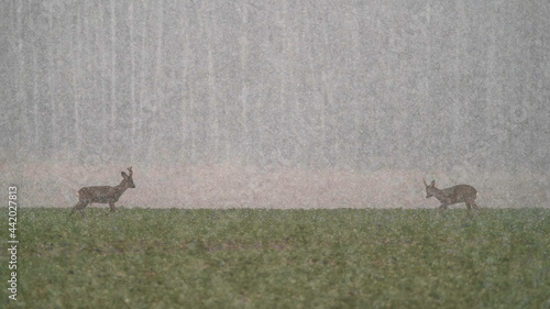 Fototapeta Naklejka Na Ścianę i Meble -  Sarna jeleń na łące w ruchu