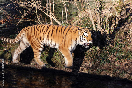 Sibirischer Tiger   Siberian tiger   Panthera tigris altaica