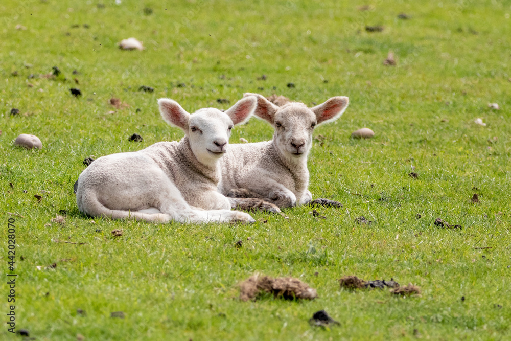 2 lambs relaxing