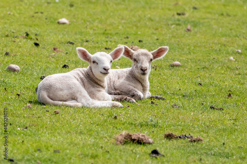 2 lambs relaxing