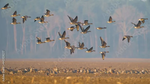 Obraz Ptaki wodne gęsi łabędź perkoz