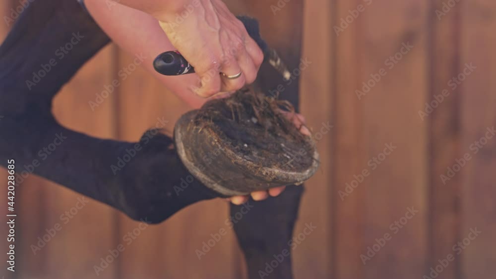Girl cleaning the hoof of the horse. Using a hoof pick scraping off