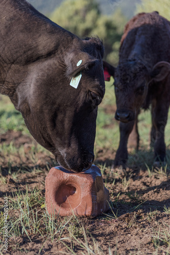 A black free-range cow licks a reddish brown salt block while her baby looks on. photo