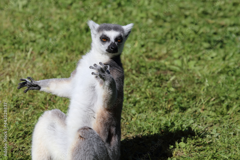 Fototapeta premium Katta / Ring-tailed Lemur / Lemur catta