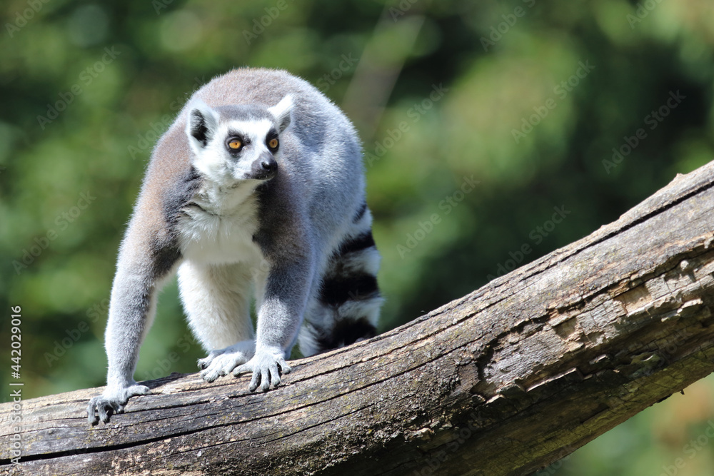 Fototapeta premium Katta / Ring-tailed Lemur / Lemur catta