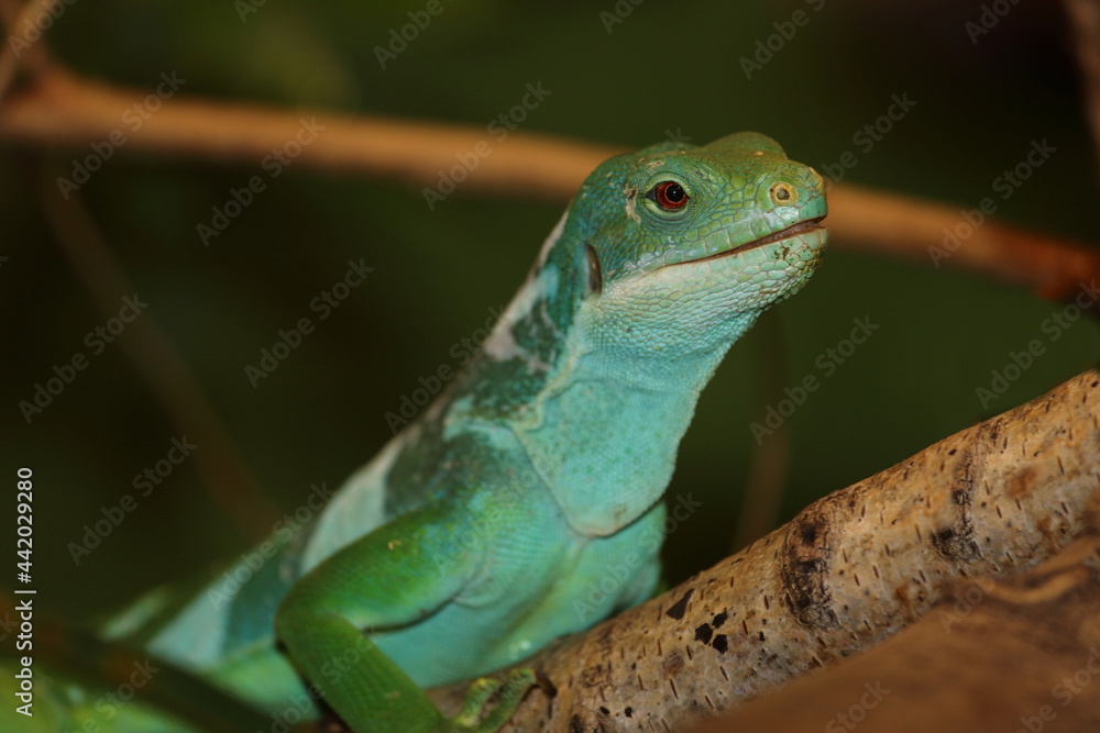 Gebänderter Fidschileguan / Fiji banded iguana or Lau banded iguana / Brachylophus fasciatus Gebänderter Fidschileguan / Fiji banded iguana or Lau banded iguana / Brachylophus fasciatus