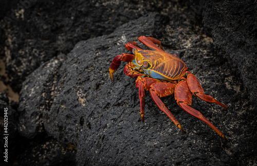 Red Rock Crab (Grapsus grapsus) on the lava rocks of the Galapagos Islands shores.

Cangrejo rojo de roca o Zayapa (Grapsus Grapsus) sobre las rocas volcánicas de las costas de las Islas Galápagos.