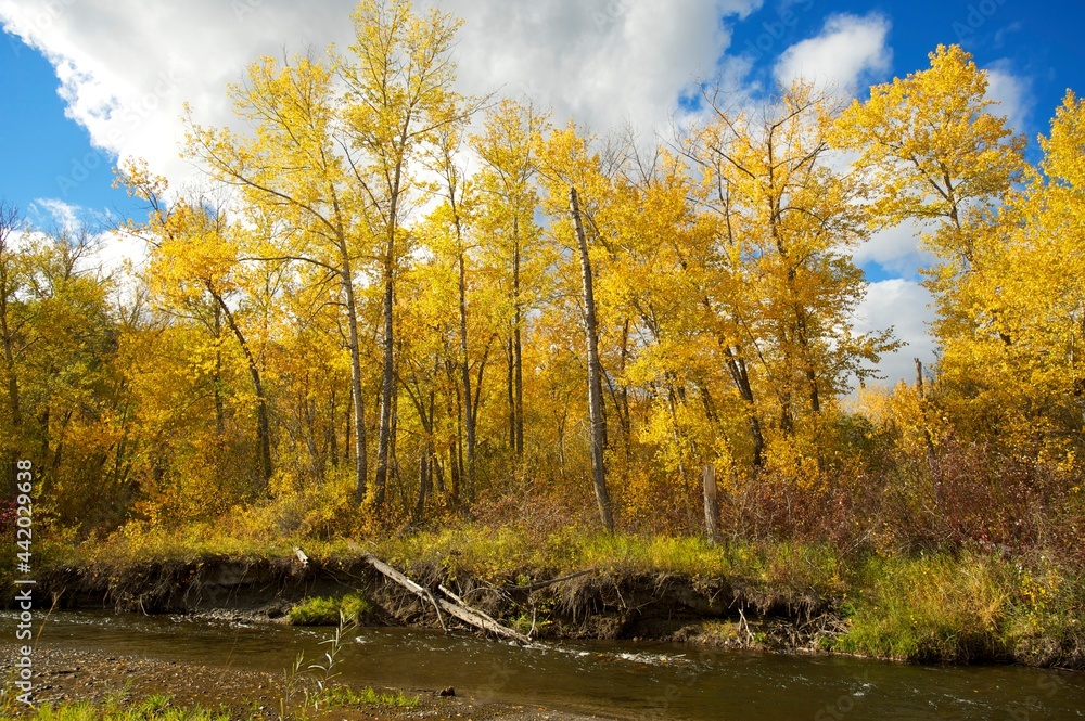 A birch forest with yellow leaves along a creek in the autumn, or fall.