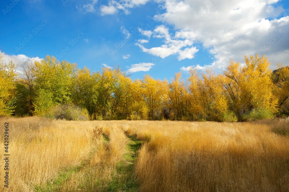 Fototapeta premium A birch forest with yellow leaves along a creek in the autumn, or fall.