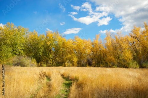 A birch forest with yellow leaves along a creek in the autumn  or fall.