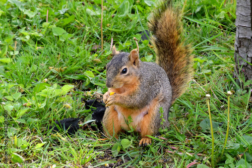 Fox Squirrel Grounded 07