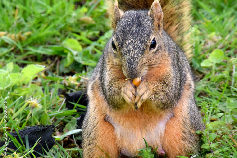 Fox Squirrel Grounded 16 Fox Squirrel Grounded 16