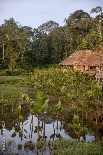 Swamp aroid (Montrichardia arborescens) and tourist cabins near the Pastasa River, Ecuador  photo