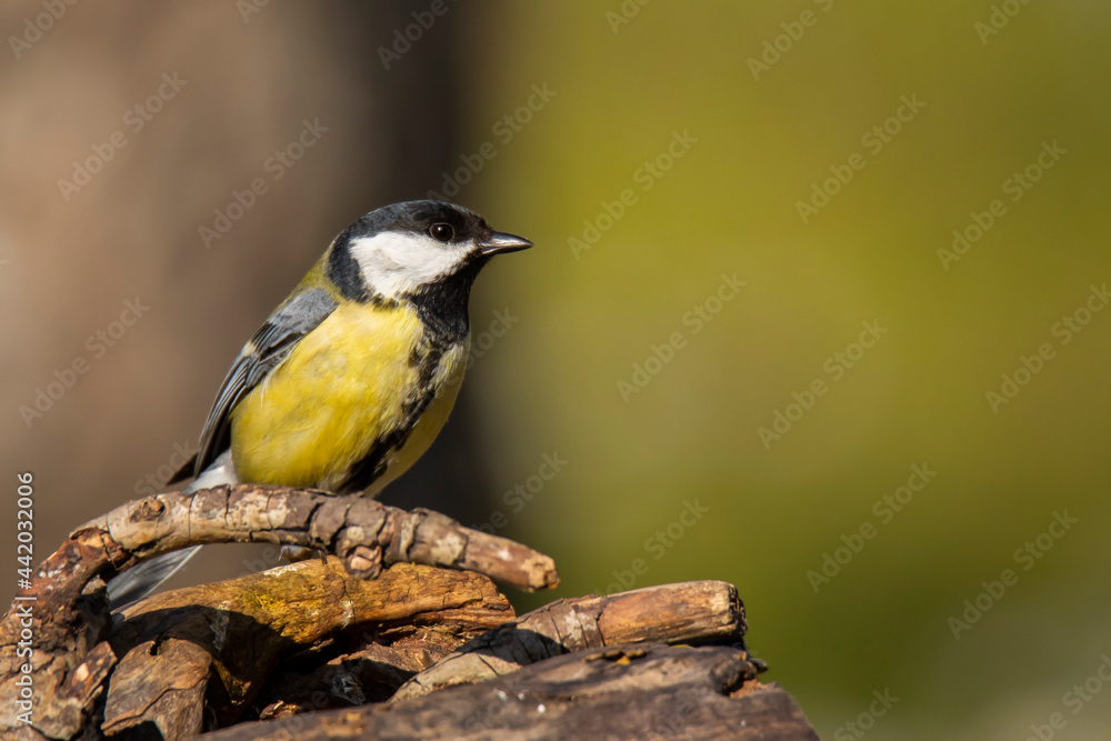Fototapeta premium great tit on the blurred background