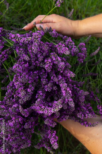 Fototapeta Naklejka Na Ścianę i Meble -  the hands of a person who collects lavender