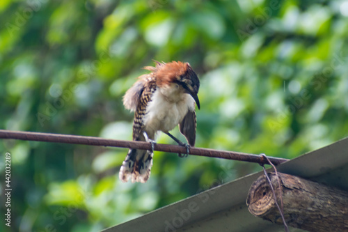 Lindas aves en El Salvador