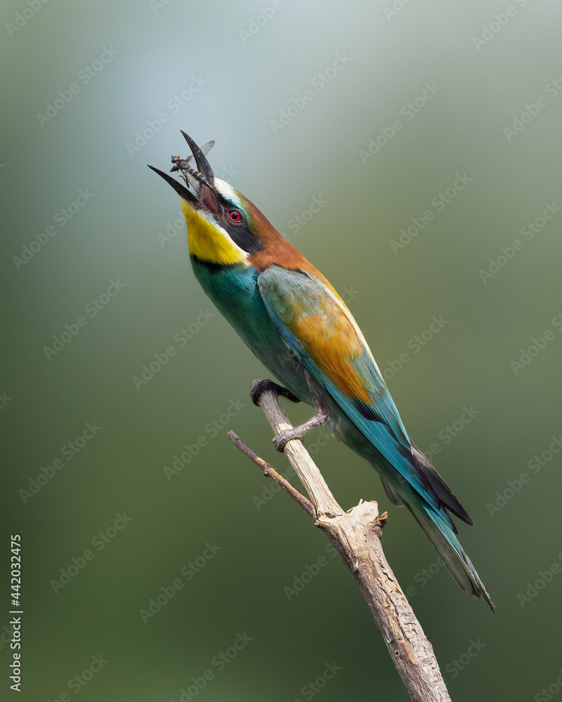 Fototapeta premium Bee-eater Birds Gruccione colorati