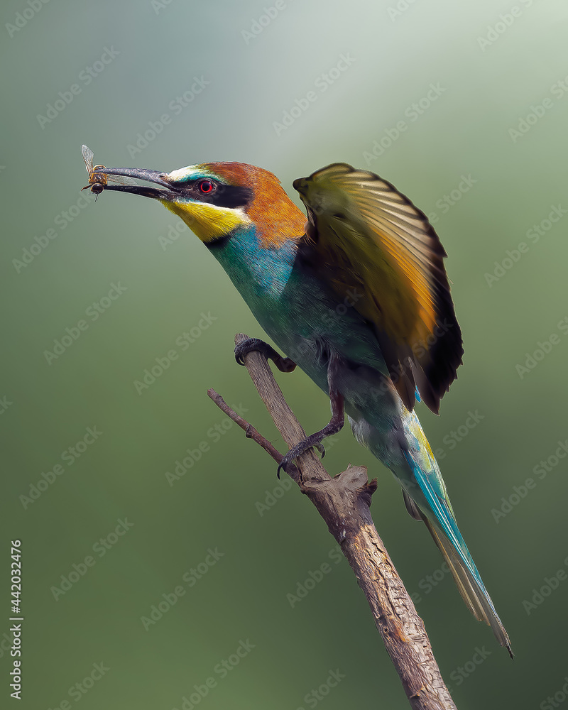 Obraz premium Bee-eater Birds Gruccione colorati / Birds Bee-eater feather /